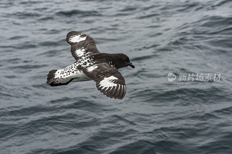 海角海燕(Daption capense)也被称为海角鸽子或平塔多海燕，是一种常见的海鸟，来自南大洋的家庭原蛾科。它是唯一的成员属Daption，是同属fulmarine海燕，和巨型海燕